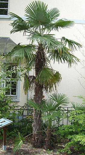 Trachykarpus Zineny (Trachycarpus zinený, Mrazuvzdornost Trachycarpus) Trachykarpus Zineny