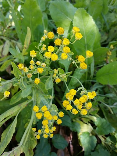 Svatolina Cyprisova (Svatoliny Cyprisové, DOPLŇTE OBLAST, DOPLŇTE OBLAST PROFESE) Svatolina Cyprisova