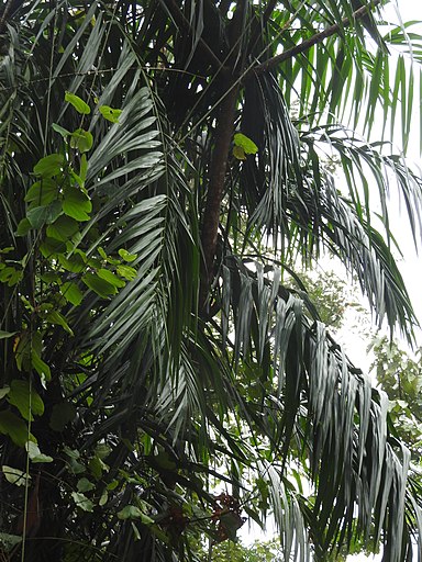 Trachykarpus Zineny (Trachycarpus zinený, Mrazuvzdornost Trachycarpus) Trachykarpus Zineny