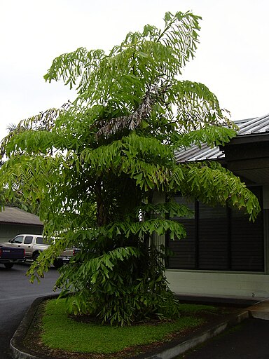 Trachykarpus Zineny (Trachycarpus zinený, Mrazuvzdornost Trachycarpus) Trachykarpus Zineny