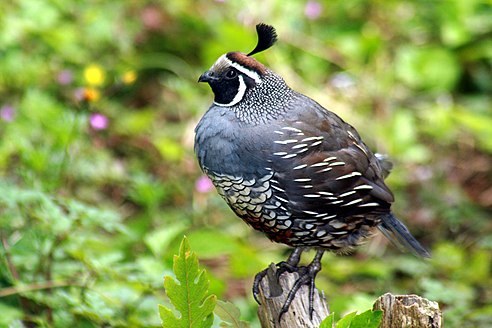 Krepelka Kalifornska (Callipepla californica, Křepelka kalifornská, křepelky kalifornské, kalifornské Křepelka, kalifornské Křepelka kalifornská) Krepelka Kalifornska